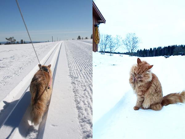 【#摩打腳】最快時速 30mph 雪橇貓拖主人滑雪 